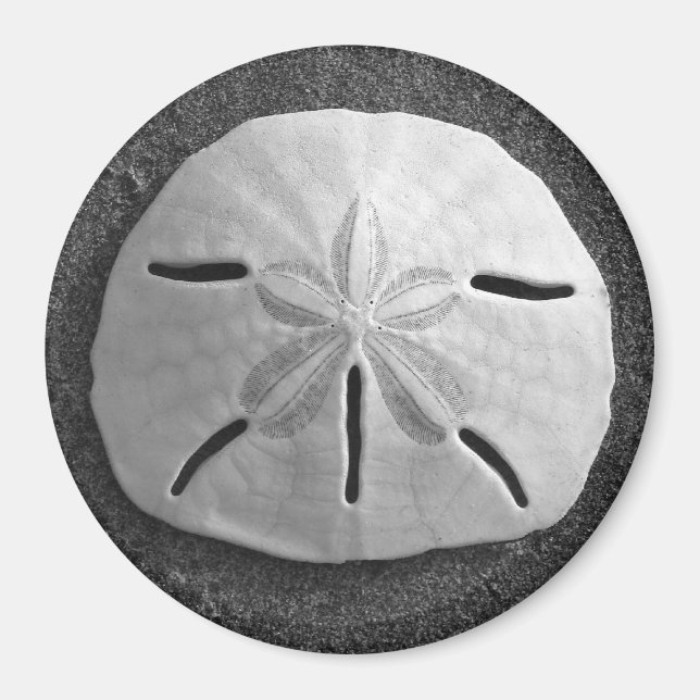 Sand Dollar Sea Muschel Beach Magnet (Vorne)