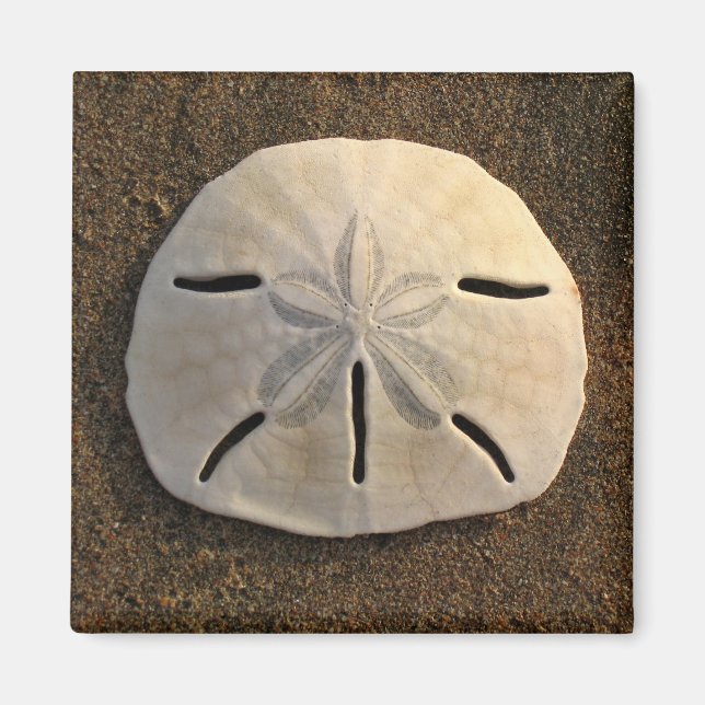 Sand Dollar Sea Muschel Beach Magnet (Vorne)