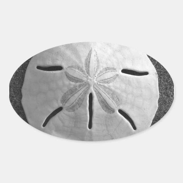 Sand Dollar Seashell Beach Sticker (Vorderseite)