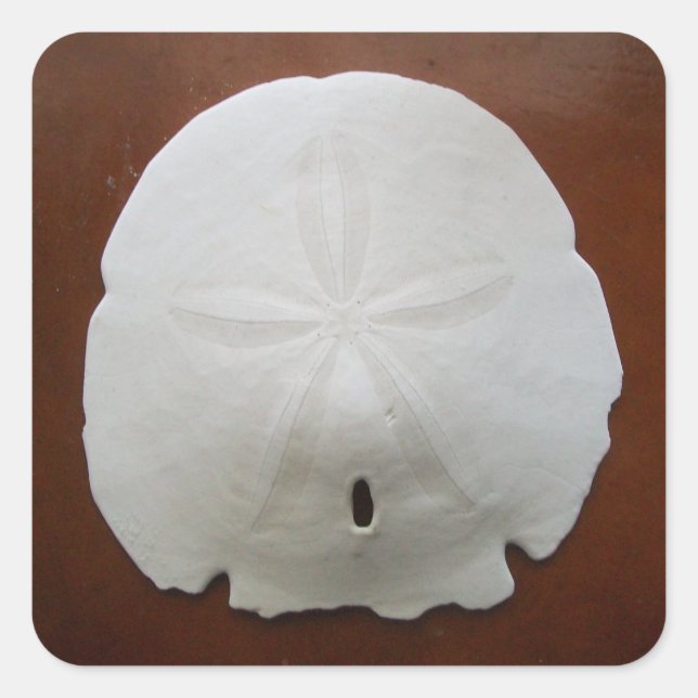 Sand Dollar Stickers (Vorderseite)