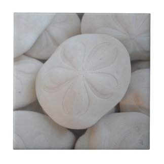 Sand Dollar Tile Fliese