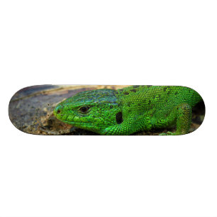 Sand-Eidechsemännlicher Lacerta Agilis Skateboard