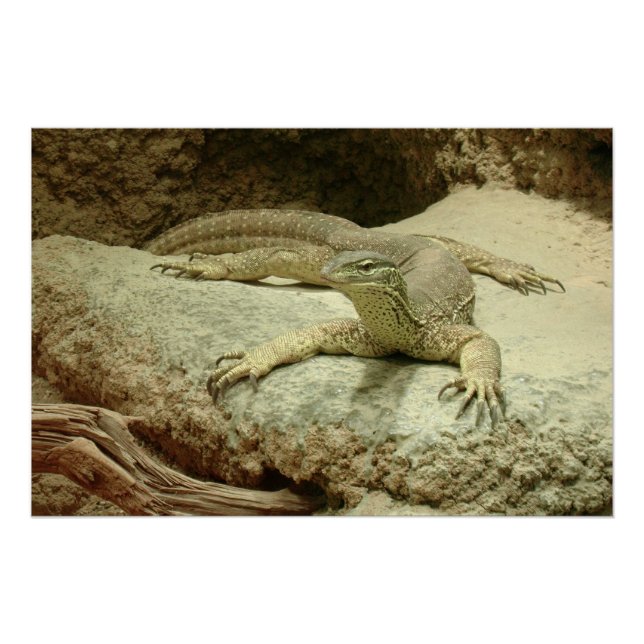 Sand Goanna Poster (Vorderseite)