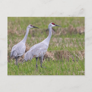 Sand Hill Crane Post Card Postkarte