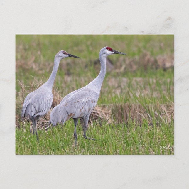 Sand Hill Crane Post Card Postkarte (Vorderseite)