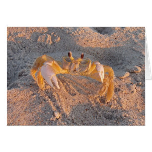 Sand-Krabbe