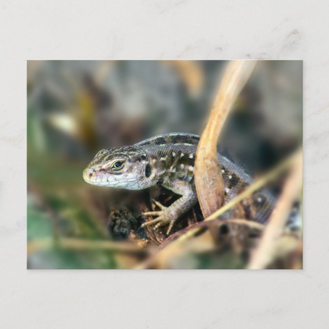 Sand Lizard Postkarte (Vorderseite)
