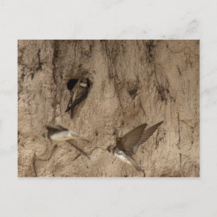 Sand-Martin-Postkarte Postkarte
