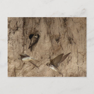 Sand-Martin-Postkarte Postkarte