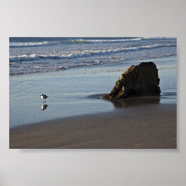 Sand Piper am Strand Poster (Vorne)