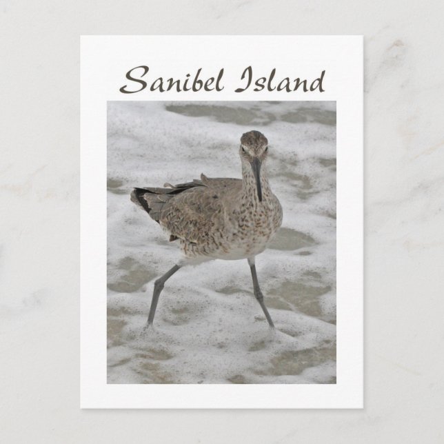 Sand Piper Sanibel Island Postcard Postkarte (Vorderseite)
