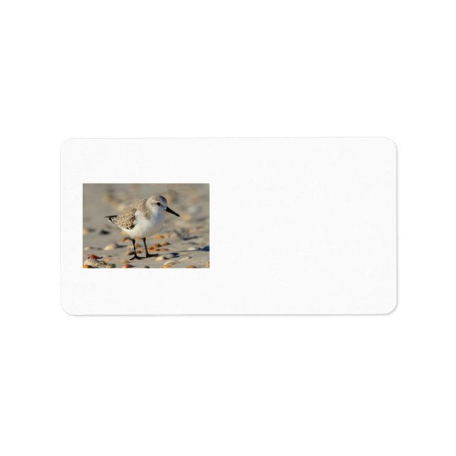 Sand Piper und Seashells Adressaufkleber (Vorne)
