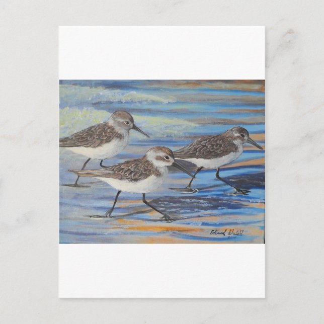 Sand Pipers Postkarte (Vorderseite)
