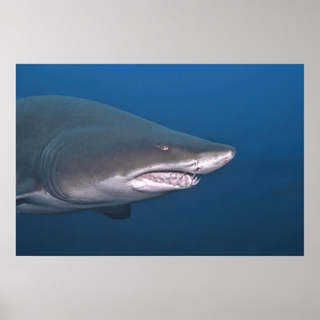 Sand Tiger Portrait Poster (Vorne)