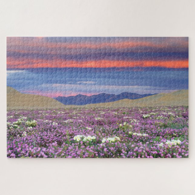 Sand Verbena & Dune Primrose Wildblumen bei Sunset (Horizontal)