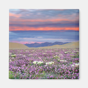 Sand Verbena & Dune Primrose Wildblumen bei Sunset Magnet