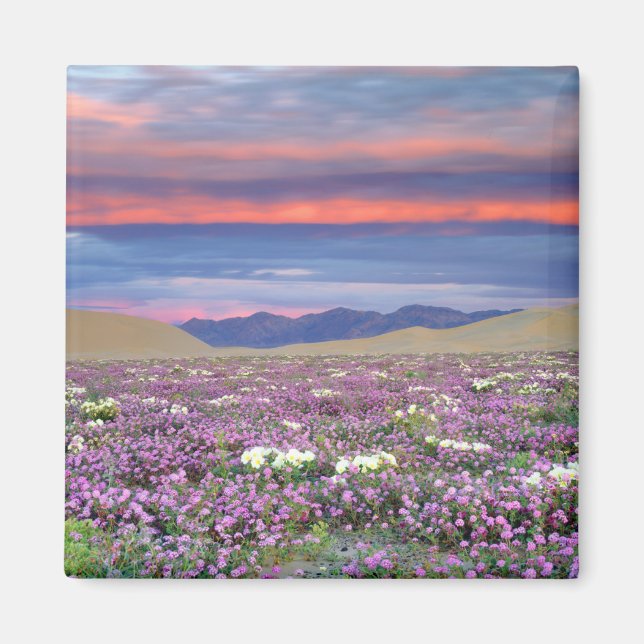 Sand Verbena & Dune Primrose Wildblumen bei Sunset Magnet (Vorne)