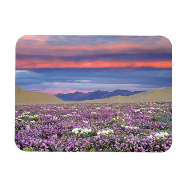 Sand Verbena & Dune Primrose Wildblumen bei Sunset Magnet (Horizontal)