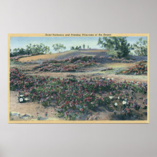 Sand Verbenas und Wüste Abend Primroses Poster