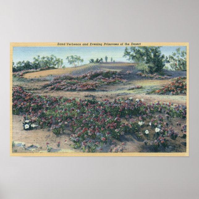 Sand Verbenas und Wüste Abend Primroses Poster (Vorne)