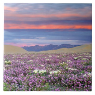 Sand-Verbene und Dune-Primel-Wildblumen bei Sonnen Fliese