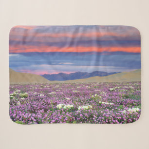 Sand-Verbene und Sand-Théropie Wildblumen bei Sonn Sherpadecke