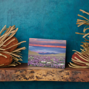 Sand-Verbene und Sandprimel-Wildblumen bei Sonnenu Fotoplatte