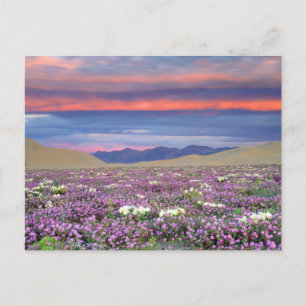 Sand-Verbene und Sandprimel-Wildblumen bei Sonnenu Postkarte