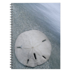 Sanddollar am Strand Sanibel Island, Florida Notizblock
