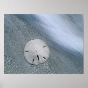 Sanddollar am Strand Sanibel Island, Florida Poster