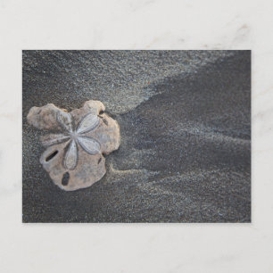 Sanddollar auf Sand Postkarte