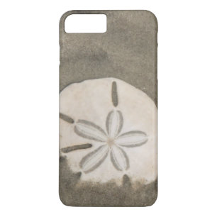 Sanddollar (Echinarachnius parma) title_seo2