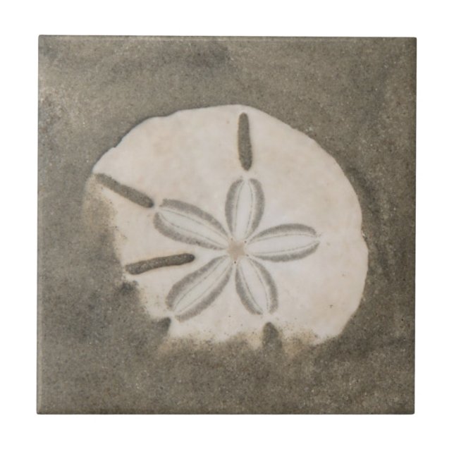 Sanddollar (Echinarachnius parma) Fliese (Vorderseite)