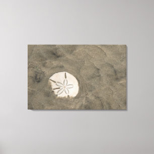 Sanddollar (Echinarachnius parma) Leinwanddruck