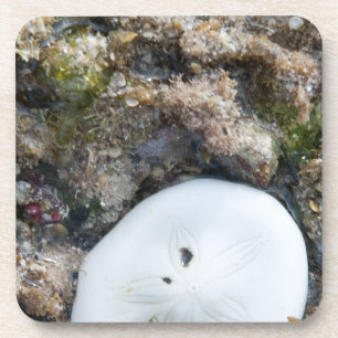 SandDollar im Fidschi-Riff bei Ebbe Getränkeuntersetzer