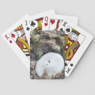 SandDollar im Fidschi-Riff bei Ebbe Spielkarten