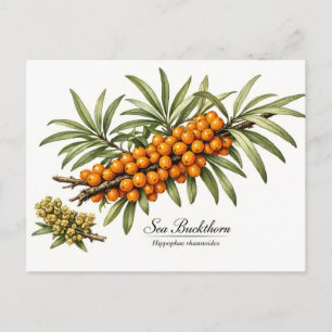 Sanddornzweig mit Beeren Vintage  Postkarte