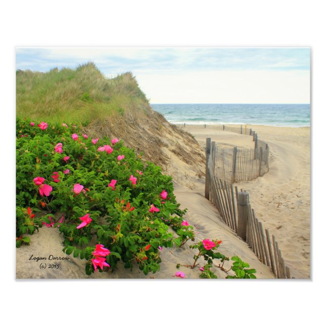 Sanddünen und Beach Rose ~ Blockinsel, RI Fotodruck (Vorne)