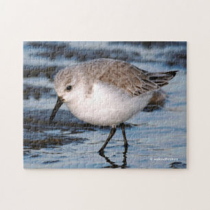 Sanderling auf einem Winterstrand
