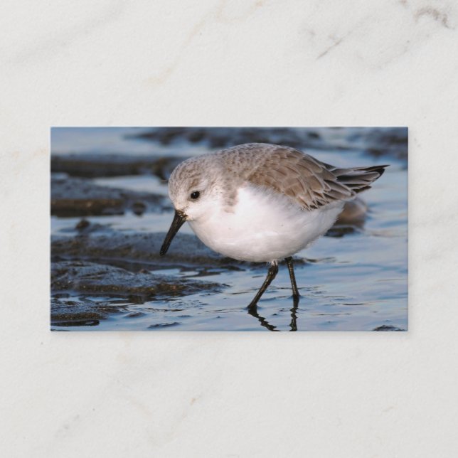 Sanderling auf einem Winterstrand Visitenkarte (Vorderseite)