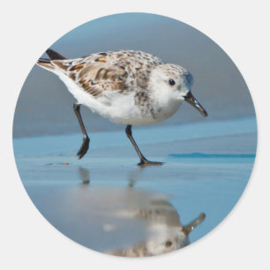 Sanderling (Calidris alba) auf nassem Strand beim  Runder Aufkleber