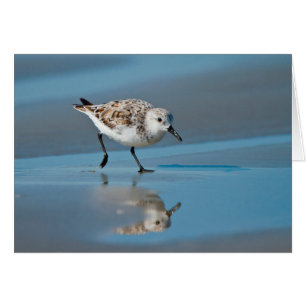 Sanderling (Calidris Albe) bei der Nahrungssuche a