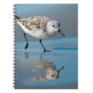 Sanderling (Calidris Albe) beim Fressen auf nassem Notizblock