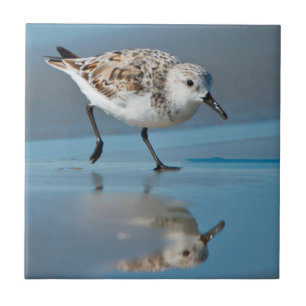 Sanderling (Calidris Albe) Fütternd am Strand von Fliese