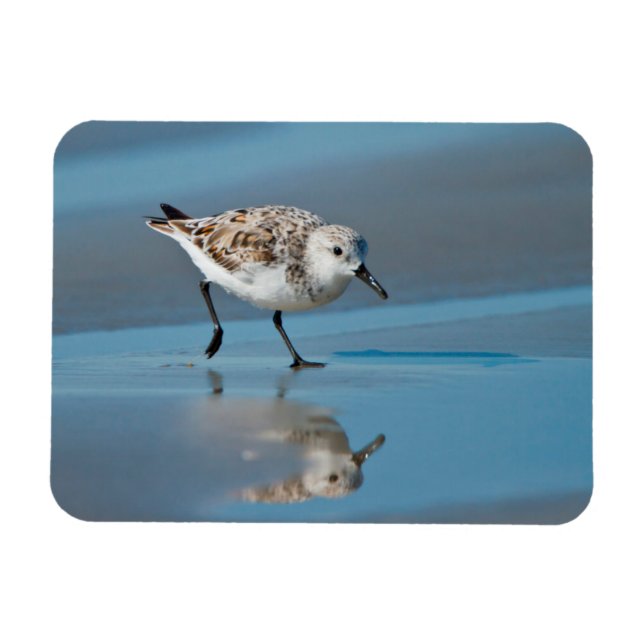 Sanderling (Calidris Albe) Fütternd am Strand von  Magnet (Horizontal)