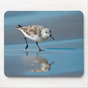 Sanderling (Calidris Albe) Fütternd am Strand von  Mousepad