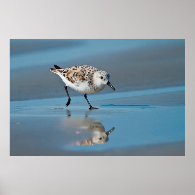 Sanderling (Calidris Albe) Fütternd am Strand von  Poster (Vorne)