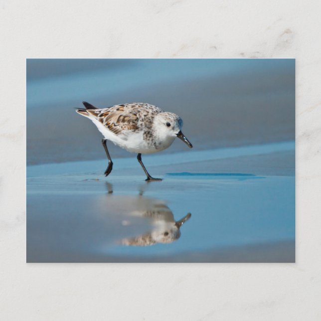Sanderling (Calidris Albe) Fütternd am Strand von  Postkarte (Vorderseite)