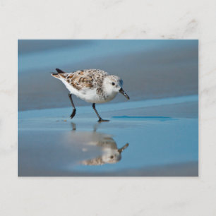 Sanderling (Calidris Albe) Fütternd am Strand von  Postkarte
