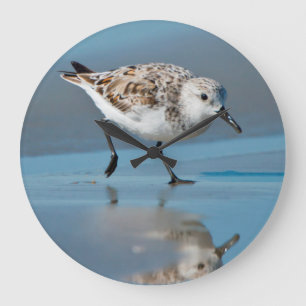 Sanderling (Calidris Albe) fütternd auf nassem Große Wanduhr